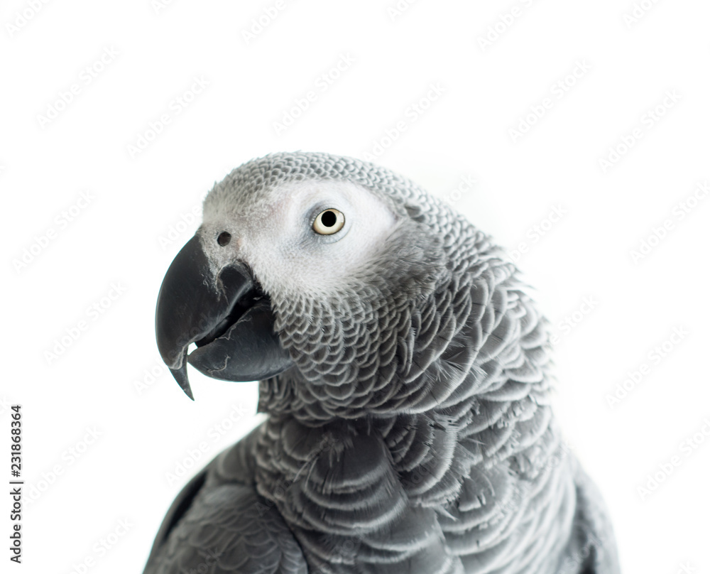 Fototapeta premium African Grey Parrot