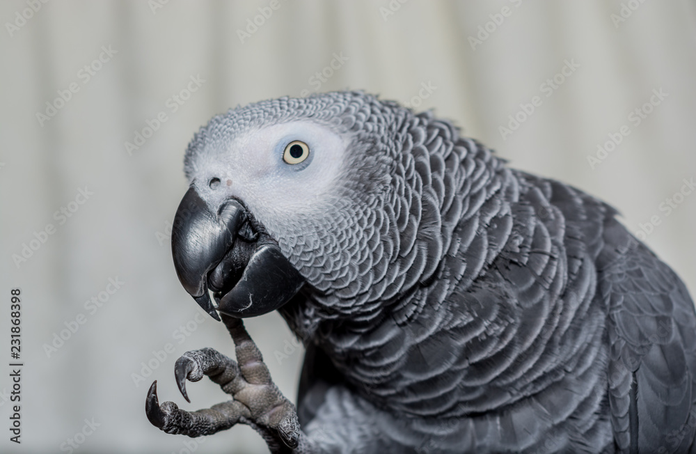 Fototapeta premium African Grey Parrot