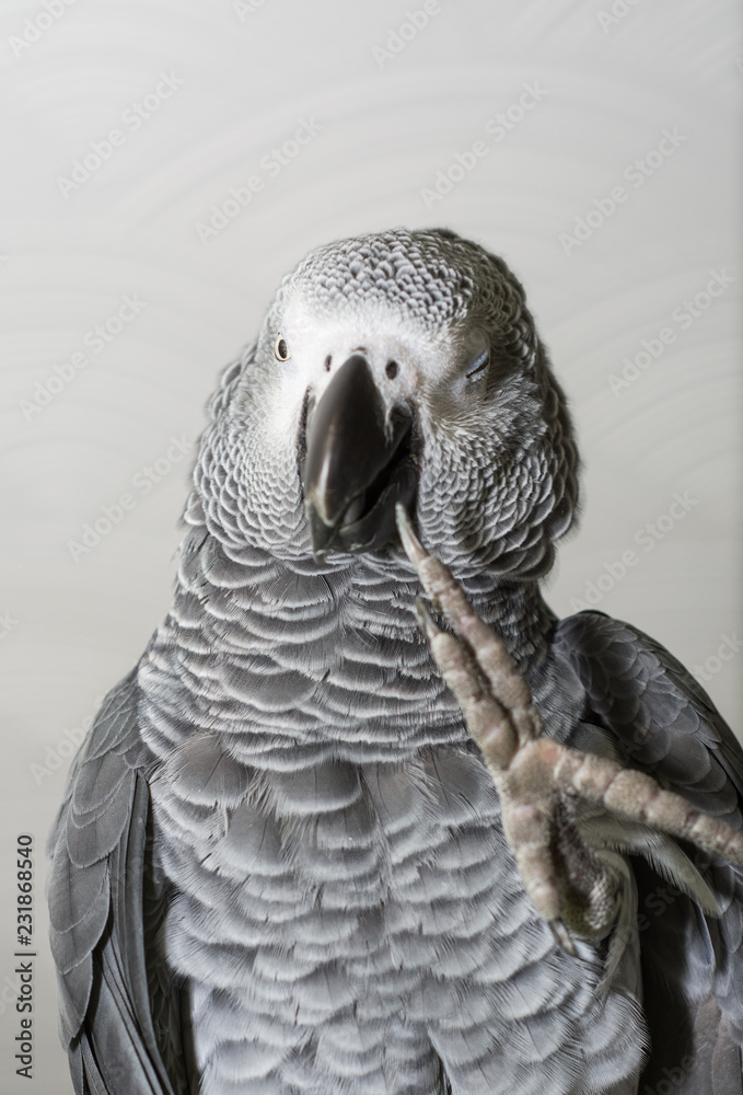 Fototapeta premium African Grey Parrot