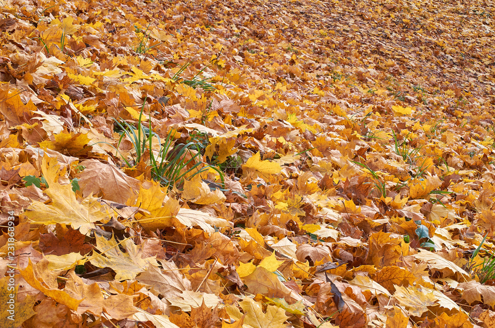 yellow and orange autumn leaves in the park yellow and orange autumn leaves in the park