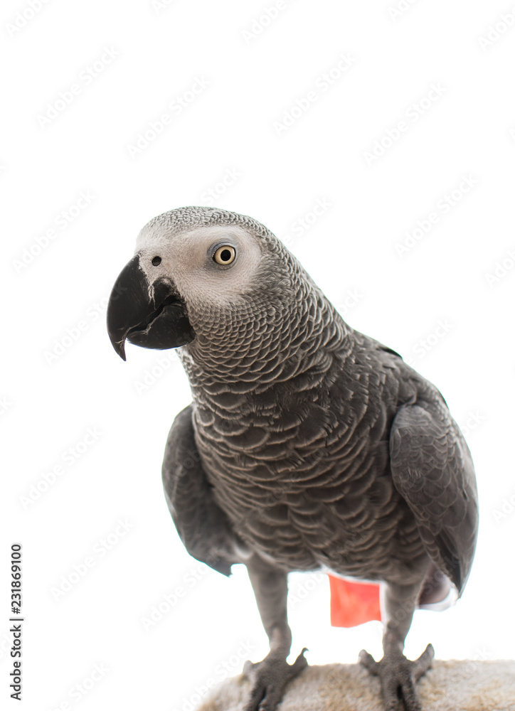 Fototapeta premium African Grey Parrot