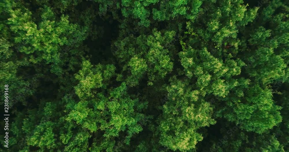 Dense deciduous mixed evening fresh green forest of central Europe at summer twilight - Aerial Top Dawn View