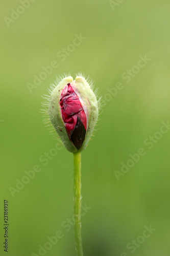 Fototapeta Naklejka Na Ścianę i Meble -  Corn Poppy Flower Bud