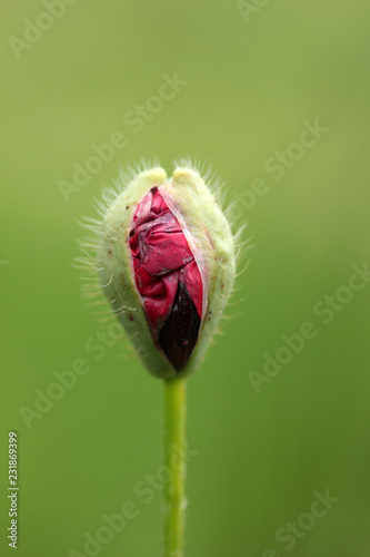 Fototapeta Naklejka Na Ścianę i Meble -  Corn Poppy Flower Bud