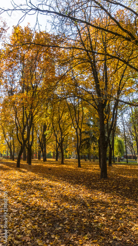 Golden autumn scene in a park, with leaves, sun shining through the trees and blue sky. Autumn forest landscape. Outdoor autumn concept. Beautiful autumn park