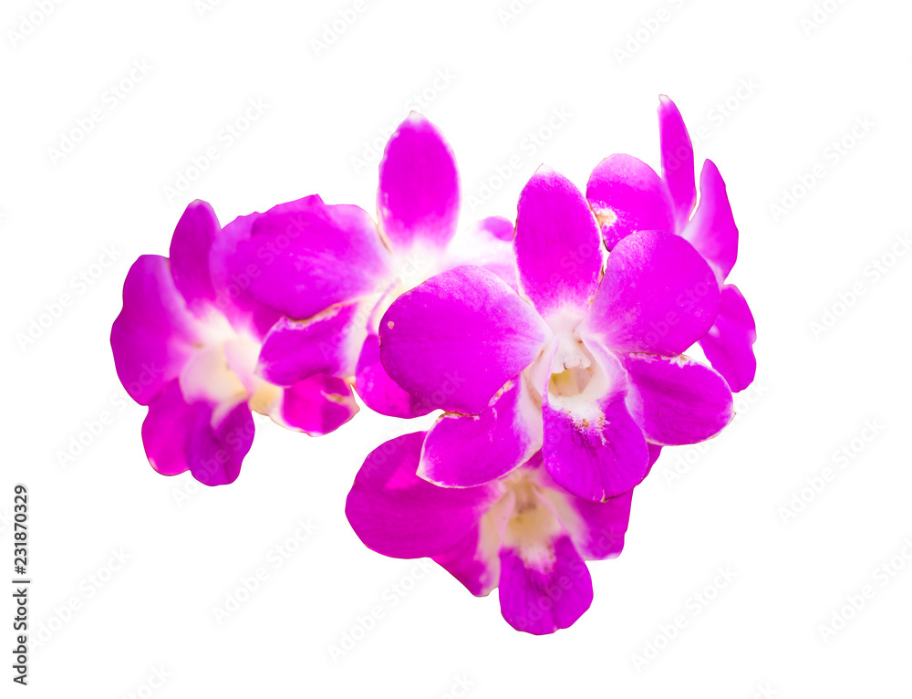 Isolated violet orchid on the white background with clipping path. Isolated violet orchid on the white background with clipping path.