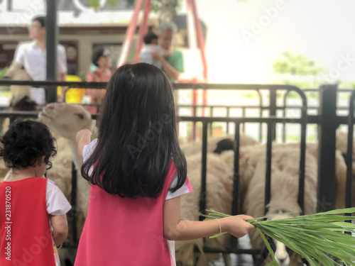 Little girl feeds white goat at farm. Cute little kid feeding a animal. Little girl holding some grass.