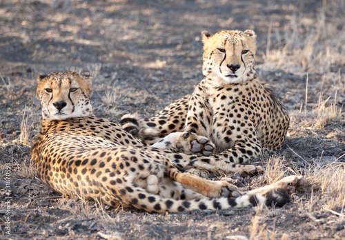 cheetah brothers
