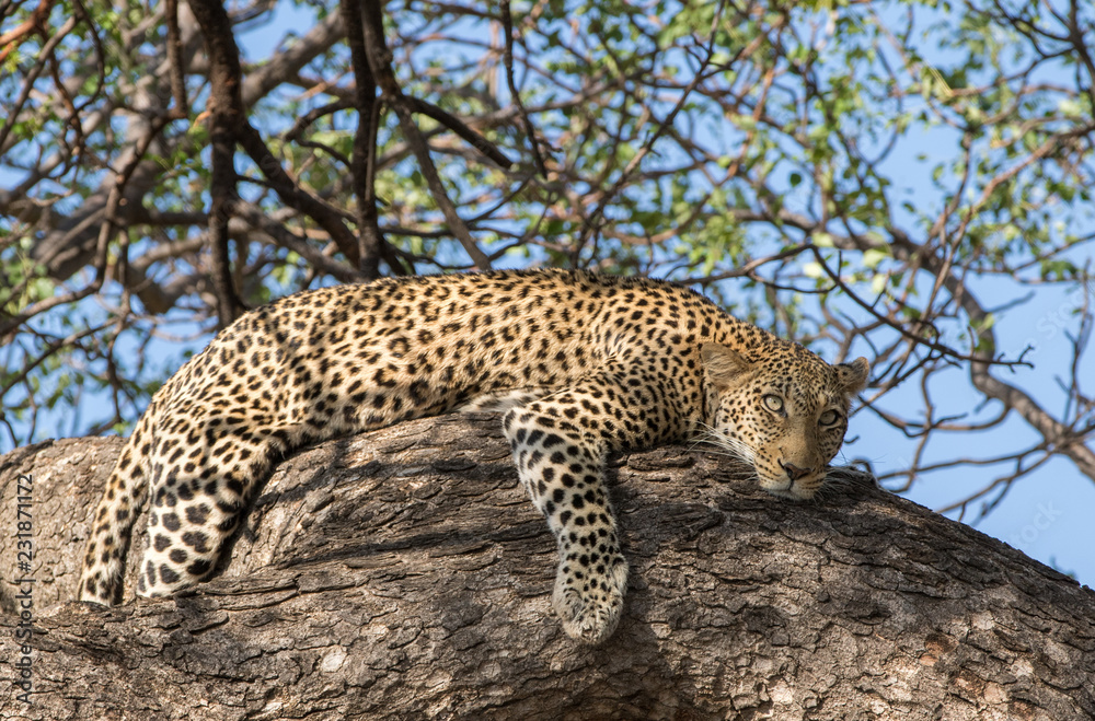 Fototapeta premium leopard in a tree