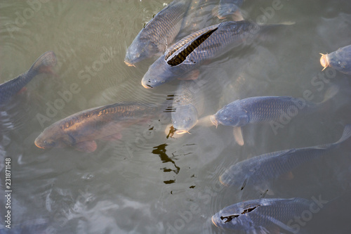 fish in the water on the farm