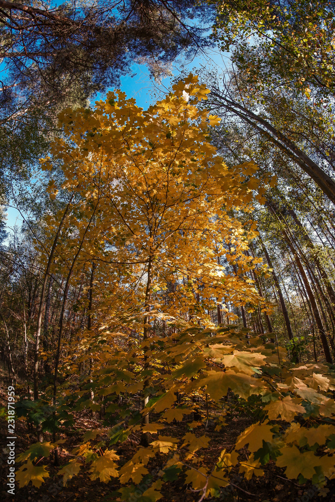 Fototapeta premium Buntes Herbstlaub die farben der Natur