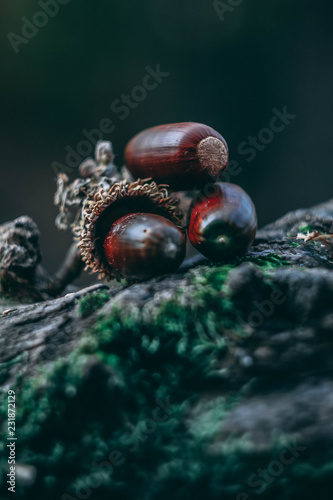 A group of acorns in forest on a rock.