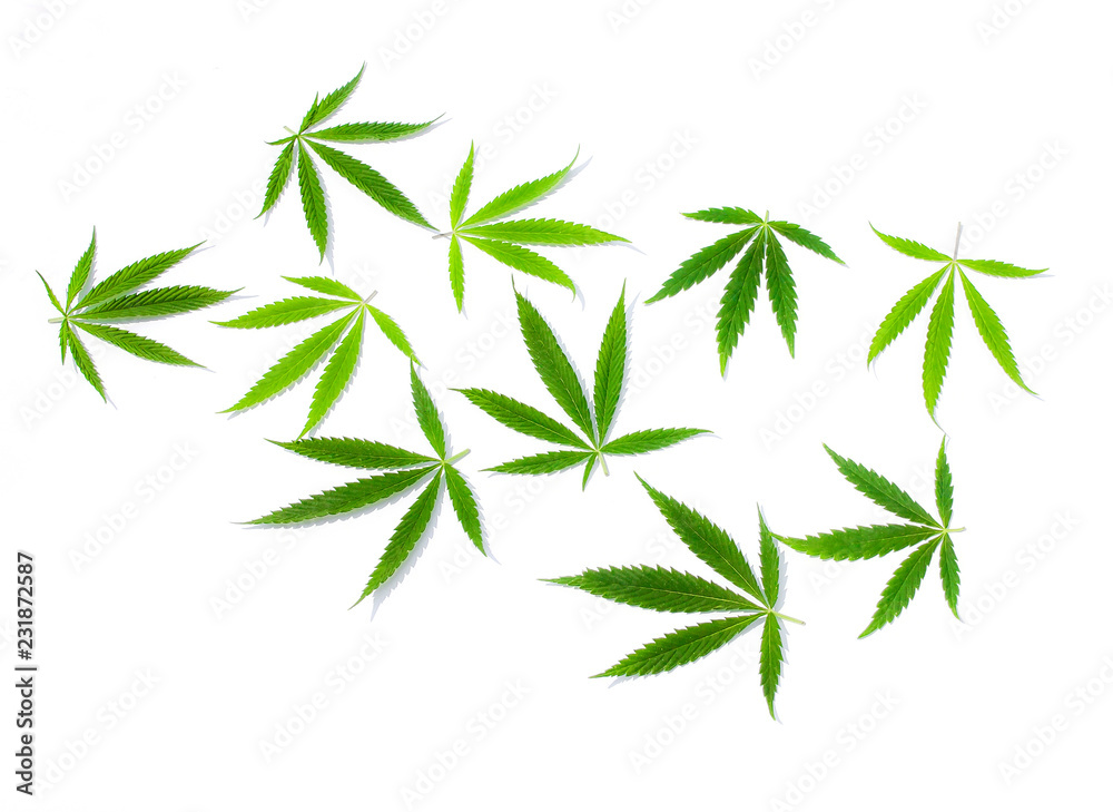 Green cannabis leaves, marijuana on white background. Hemp, ganja leaf. Top view, image wallpaper close up