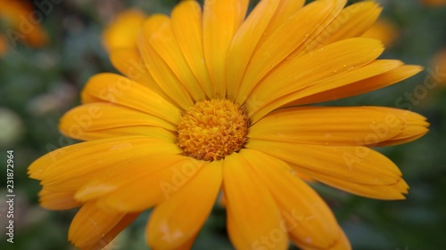 Yellow calendula close-up in the garden.