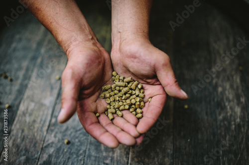 Male hands with granulated hop on a dark background