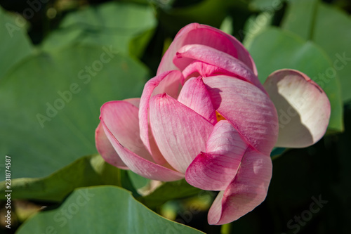 Beautiful light pink Indian Lotus flower in the natural conditions of the reservoir. Lotus flower on green leaves background. Field of blooming lotuses. Sacred symbol.