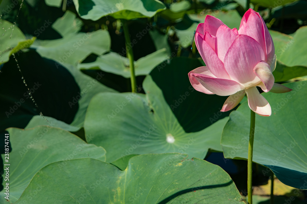 Beautiful light pink Indian Lotus flower in the natural conditions of the reservoir. Lotus flower on green leaves background. Field of blooming lotuses. Sacred symbol. Beautiful light pink Indian Lotus flower in the natural conditions of the reservoir. Lotus flower on green leaves background. Field of blooming lotuses. Sacred symbol.