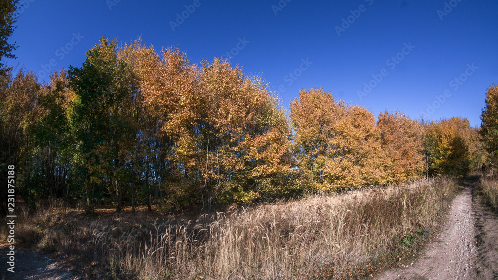 Fototapeta premium Waldspaziergang im Herbst