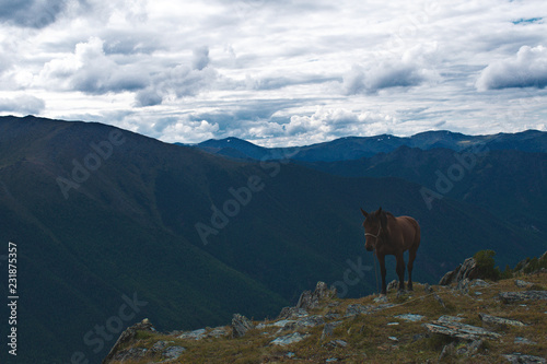 horse in mountains