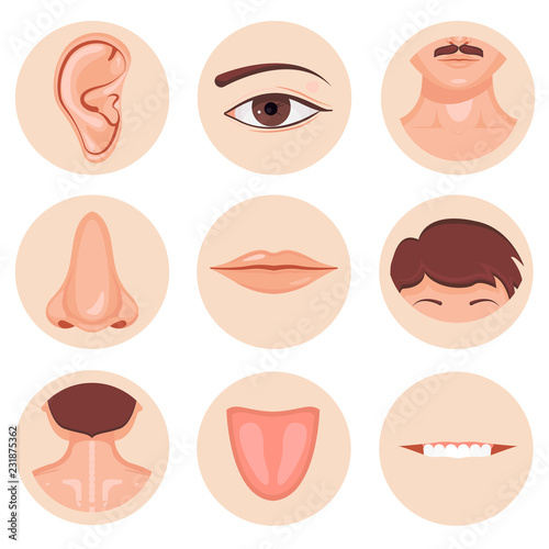 Human nose, ear, mouth mustache hair and eye neck back tongue tooth set, Vector illustration