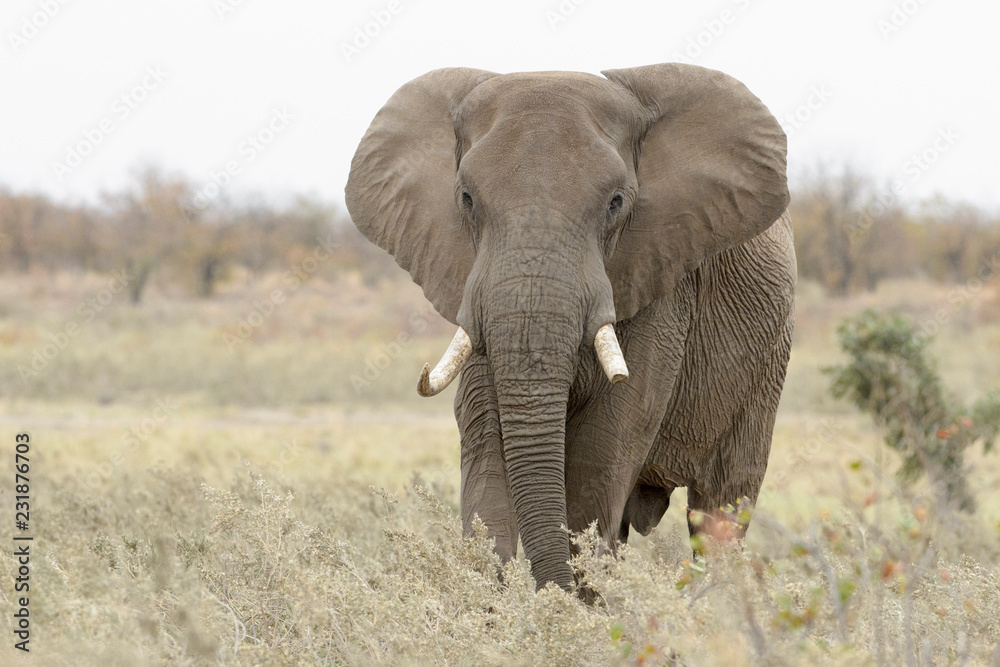 Obraz premium African Elephant (Loxodonta africana), big bull, walking on savannah, Kruger national park, South Africa.