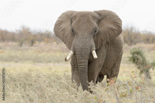 African Elephant (Loxodonta africana), big bull, walking on savannah, Kruger national park, South Africa.