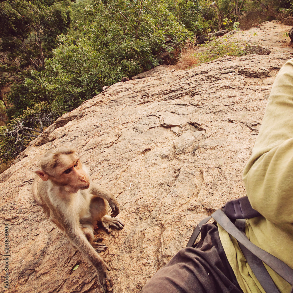 Foto de Rhesus Macaque little monkey begging from tourist at Arunachala ...