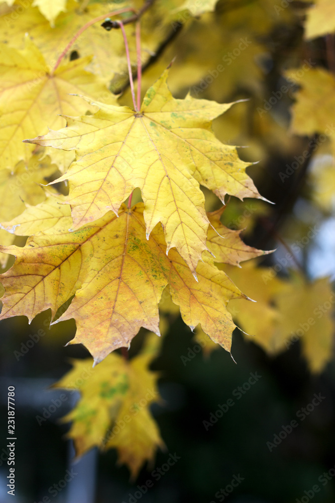 Maple branch in autumn park on a background of plants and sky. Maple branch in autumn park on a background of plants and sky.