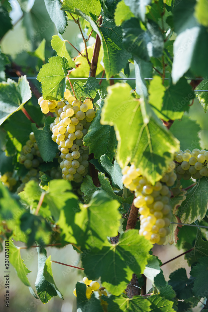 custom made wallpaper toronto digitalMelon de Bourgogne