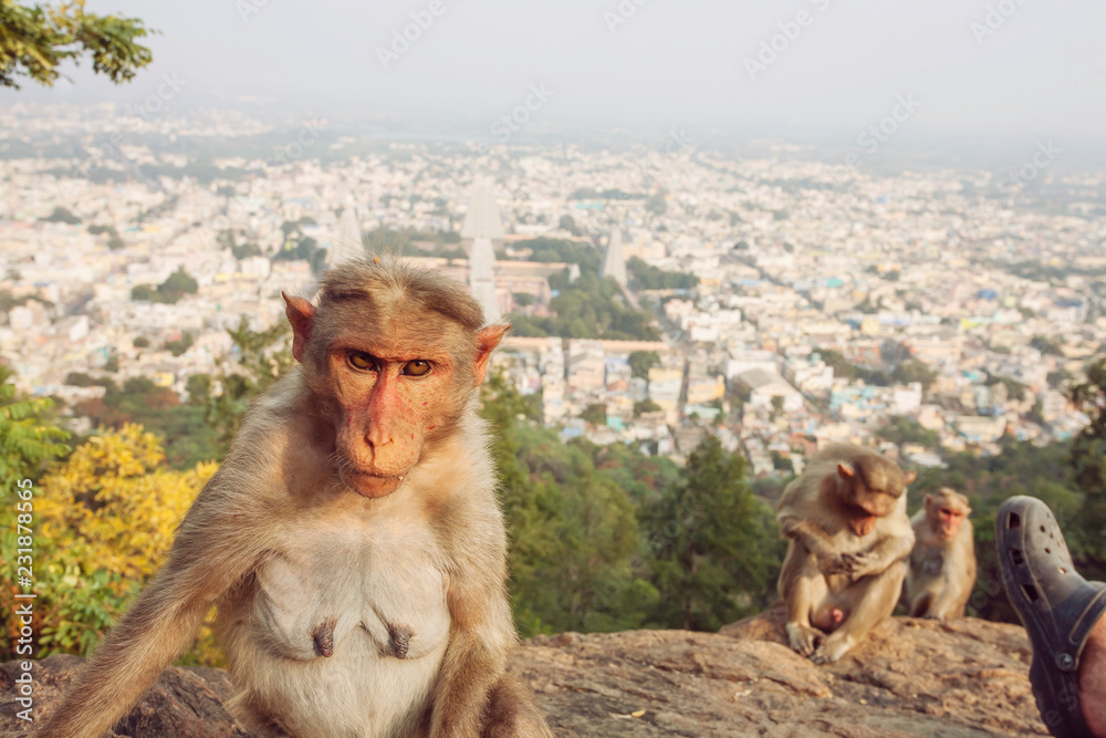 Naklejka premium Rhesus Macaque little monkey at Arunachala mountain in Tiruvannamalai, Tamil Nadu, India