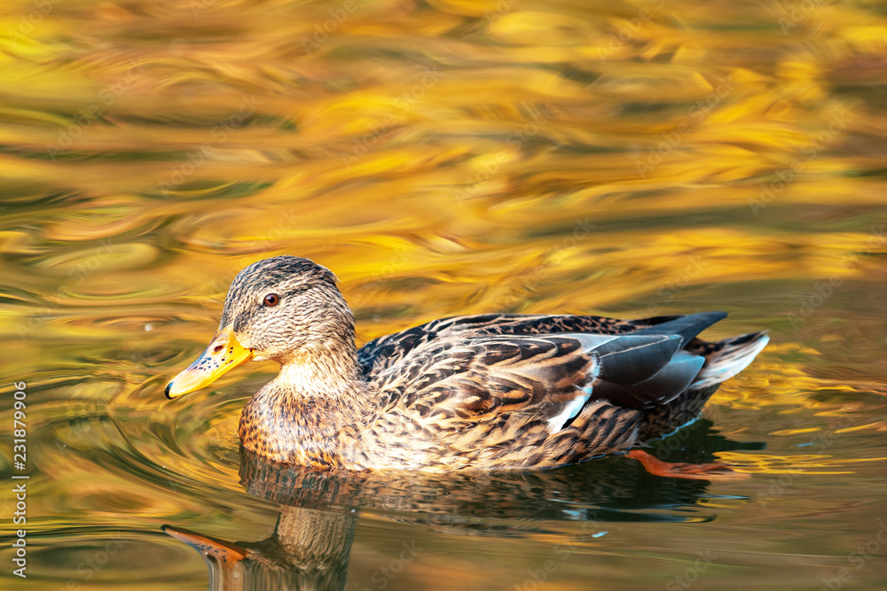 Fototapeta premium Ducks swimming in the city park lake. Beautiful sunny autumn day