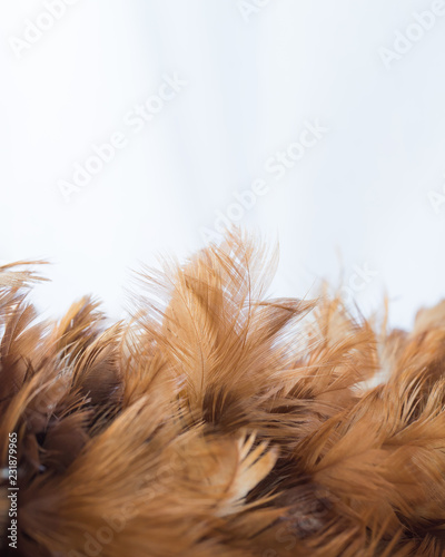 feather of a chicken on a white background, selection feather background,