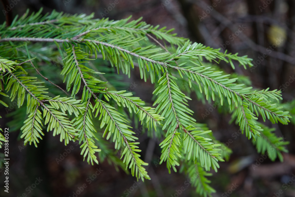 Zweig einer Fichte im Wald Zweig einer Fichte im Wald