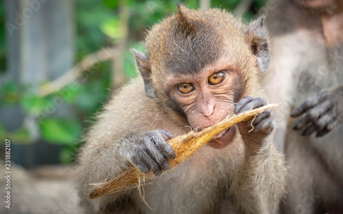 Photography The behavior of monkeys every day varies.