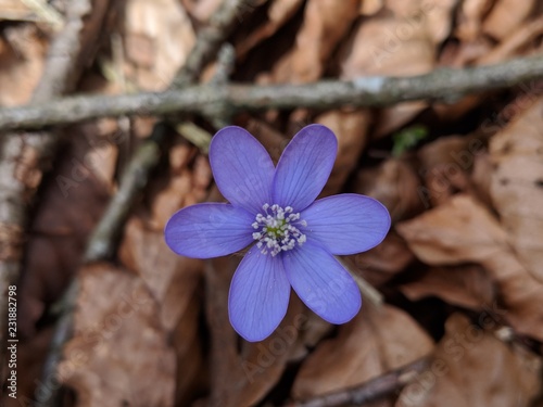Blaue Waldblume
