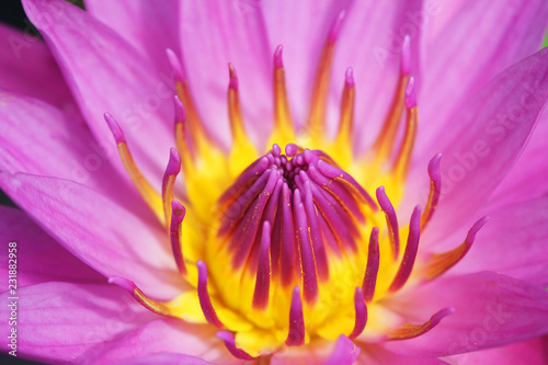 close up of beautiful blooming pink lotus flower