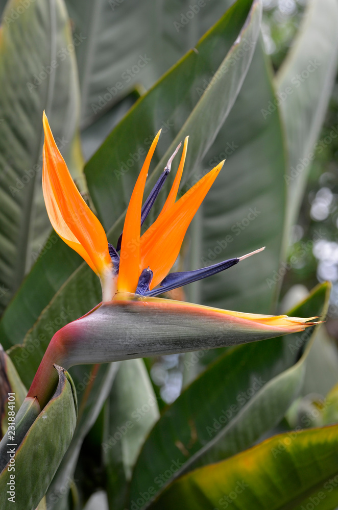 Fototapeta premium bird of paradise plant (strelitziaceae)