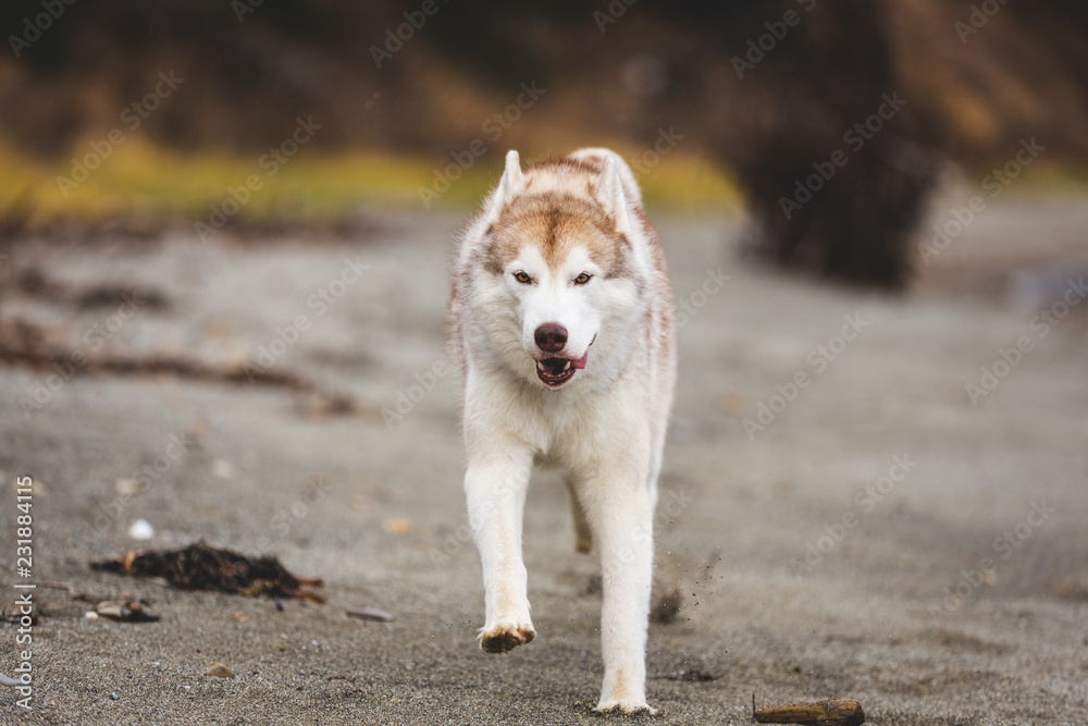 Image of happy and free Beige and white Siberian Husky dog running on the beach at seaside in autumn