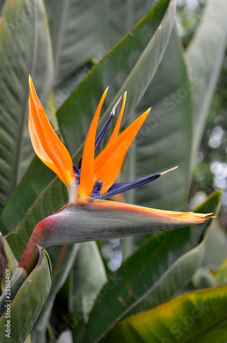 bird of paradise plant (strelitziaceae)