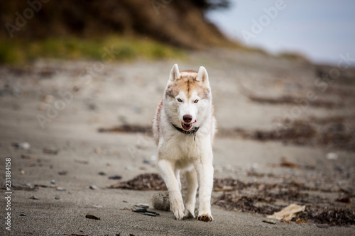 Image of happy and cuteBeige and white Siberian Husky dog running on the beach at seaside in autumn