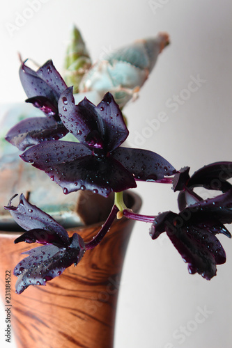 dark black orchid flower on a light background photo