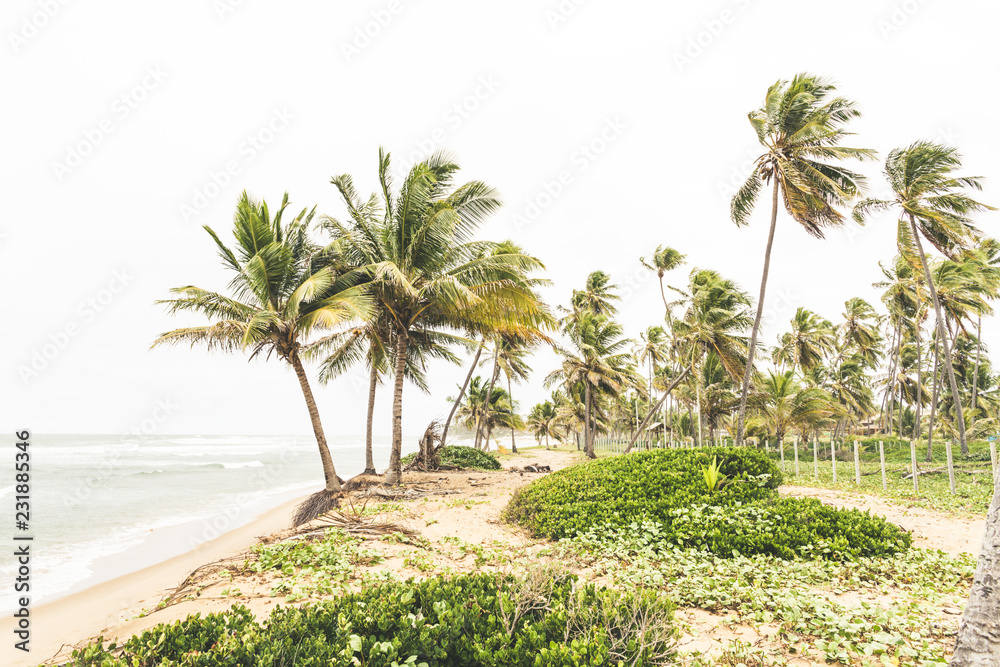 Obraz premium coqueiros na bahia