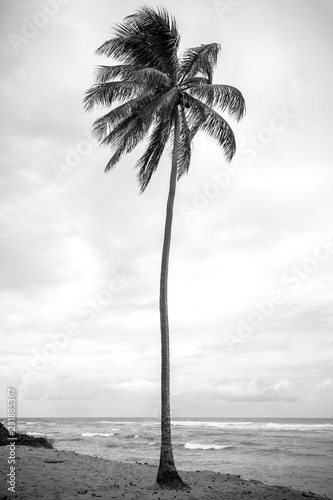 coqueiro em preto e branco photo