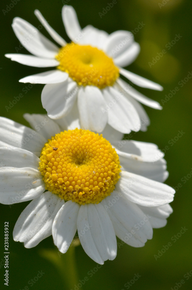 Naklejka premium feverfew