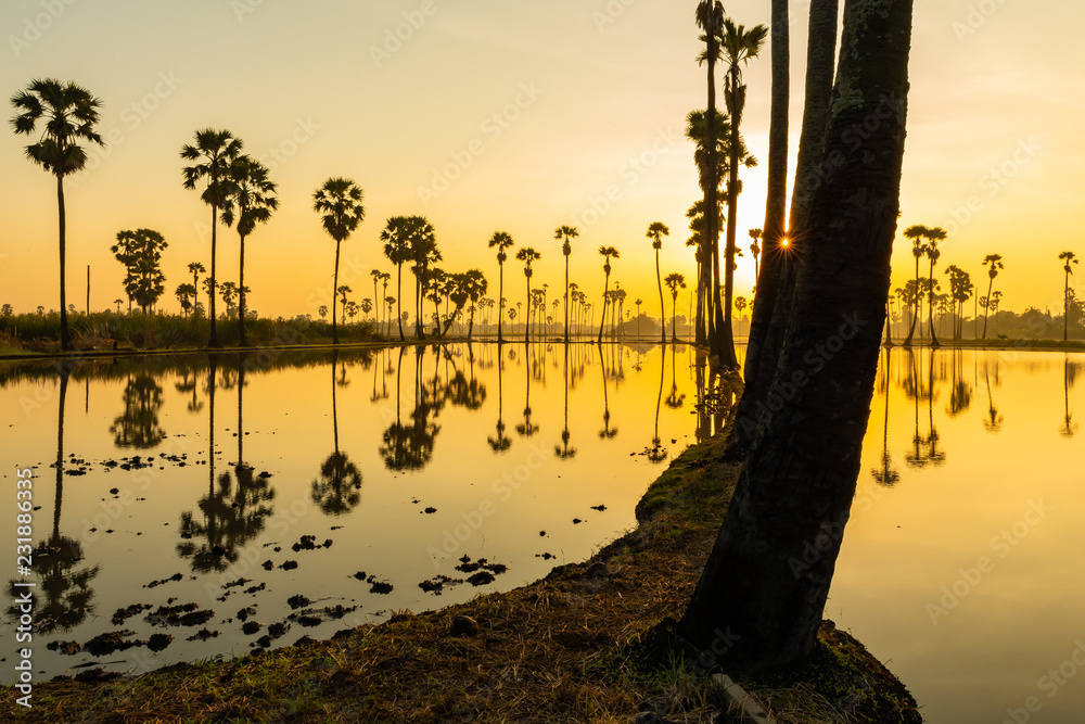 Silhouette of palmyra palm or toddy palm trees and their reflections in the field during an early beautiful dawn with golden sky and sun beam