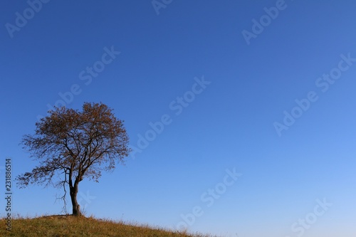 tree in autumn - 5 - Poland, Podkarpackie