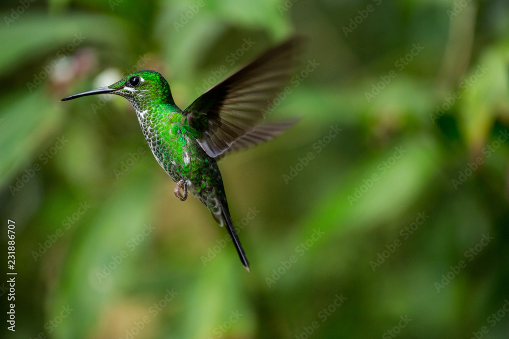 Fototapeta premium Kolibri