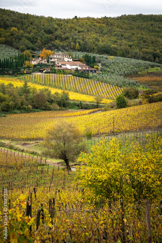 Chianti region, Tuscany. Vineyards at sunset in autumn. Central Italy
