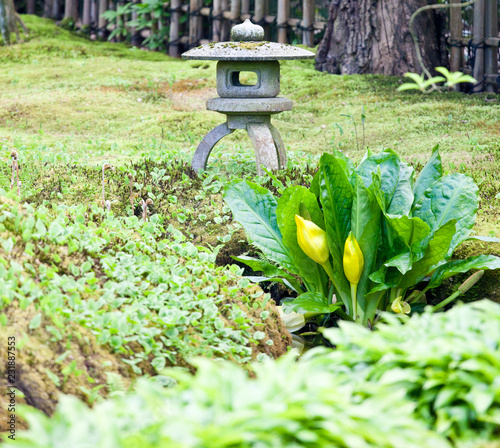 Yellow American  western skunk cabbage, swamp lantern (Lysichiton americanus) photo