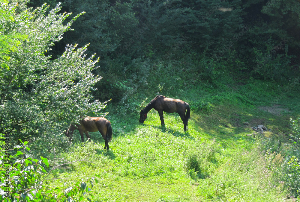 horses grazing in the forest horses grazing in the forest